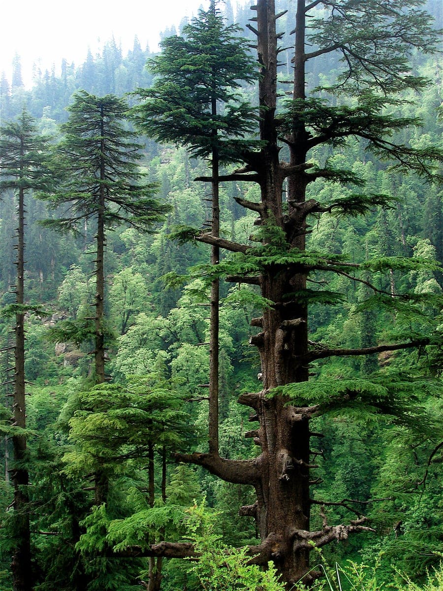 Deodar Cedar 'Prostrate Beauty' (Cedrus deodara 'Prostrate beauty') — reference photo