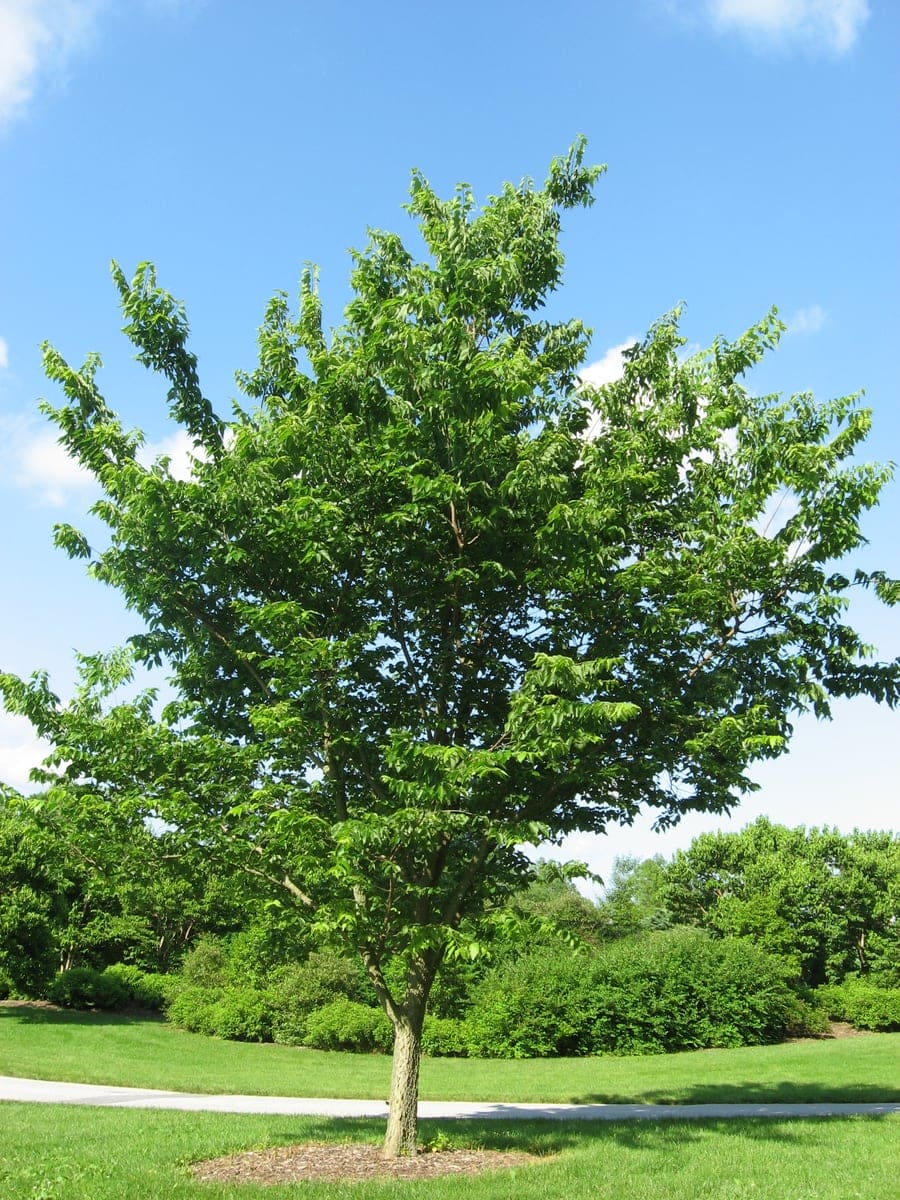 Hackberry (Celtis occidentalis) — reference photo