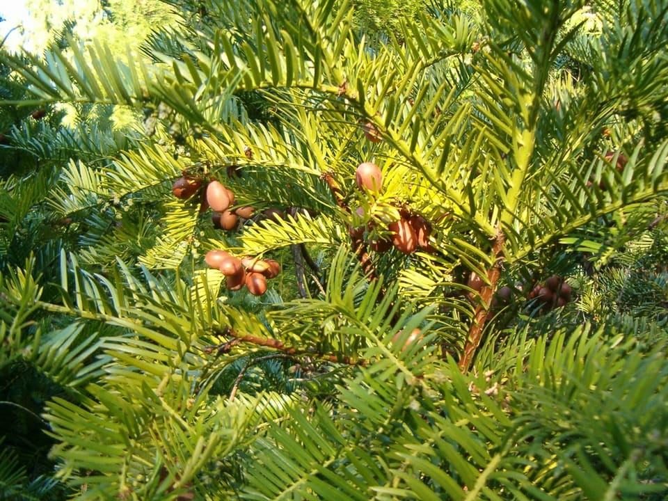 Japanese Plum Yew (Cephalotaxus harringtonia) — reference photo
