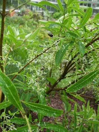 American Fringe Tree 'Spring Fleecing' (Chionanthus virginicus 'Spring fleecing') — reference photo
