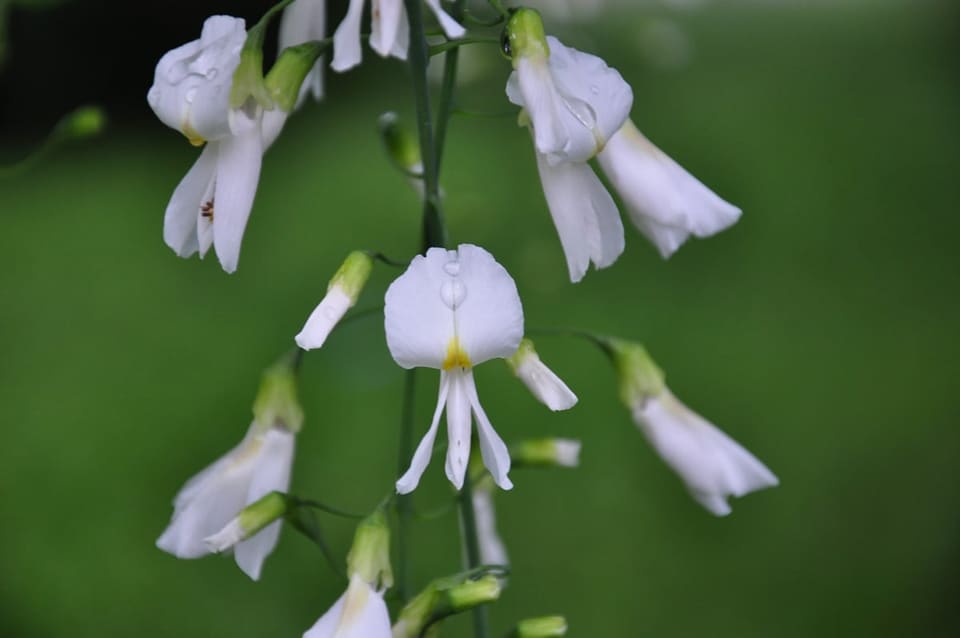 Cladrastis Kentukea (Cladrastis kentukea) — reference photo