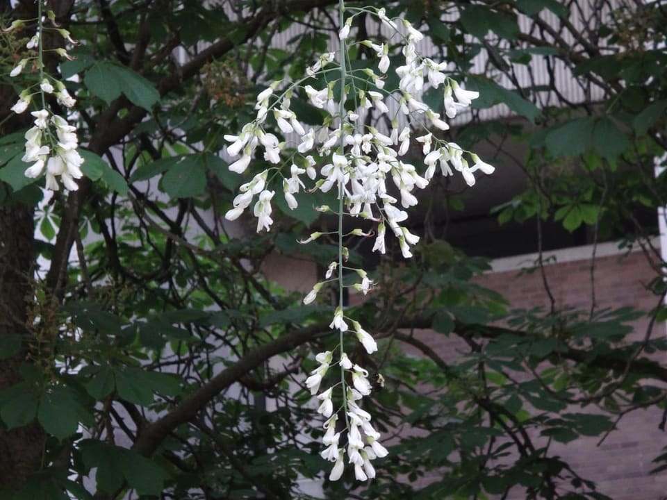 Cladrastis Kentukea (Cladrastis kentukea 'Perkins pink') — reference photo