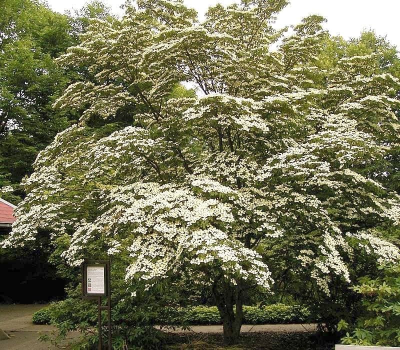 Hybrid Dogwood 'Celestial Shadow' (Cornus × 'Celestial shadow'b&b in pot;) — reference photo