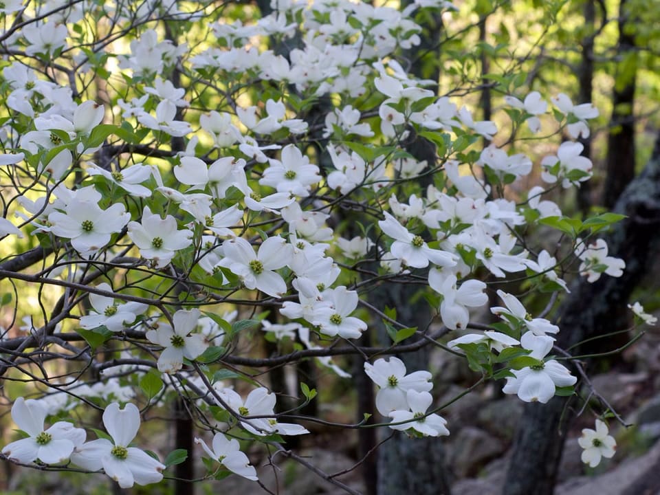 Dogwood (Cornus florida') — reference photo