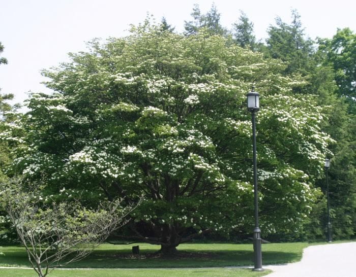 Kousa Dogwood 'Scarlet Fire™' (Cornus kousa 'Scarlet fire™') — reference photo