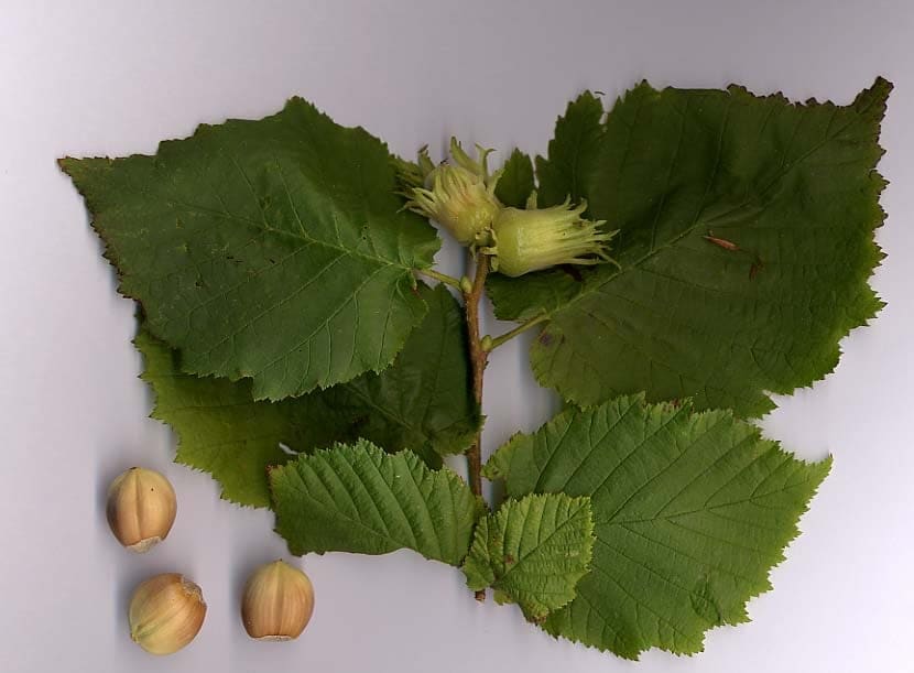 European Filbert 'Red Dragon' (Corylus avellana 'Red dragon') — reference photo