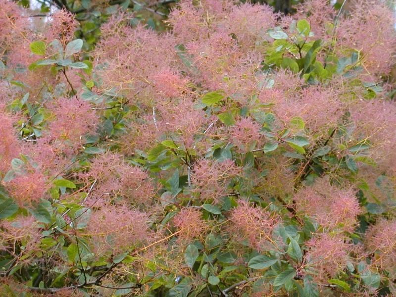 Smokebush 'Royal Purple' (Cotinus coggygria 'Royal purple') — reference photo