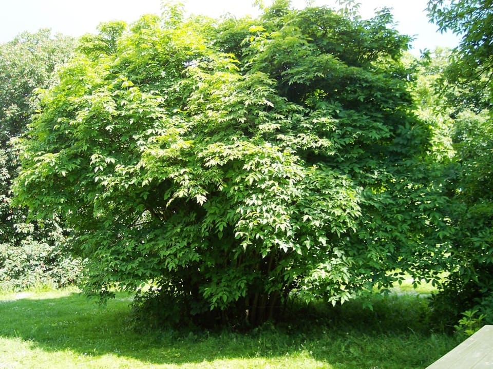 Euscaphis JaponicaSome (Euscaphis japonicasome) — reference photo