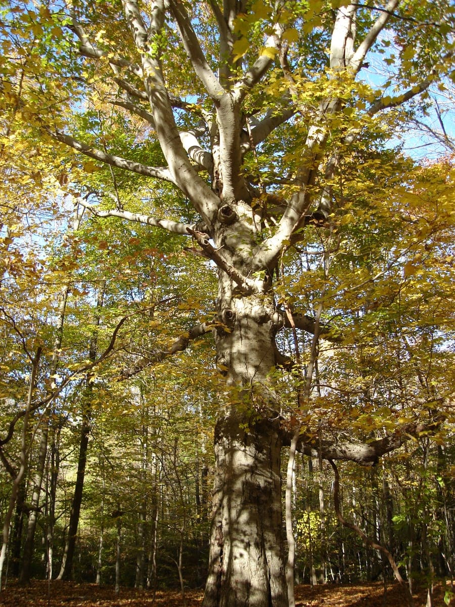 American Beech (Fagus grandifolia) — reference photo