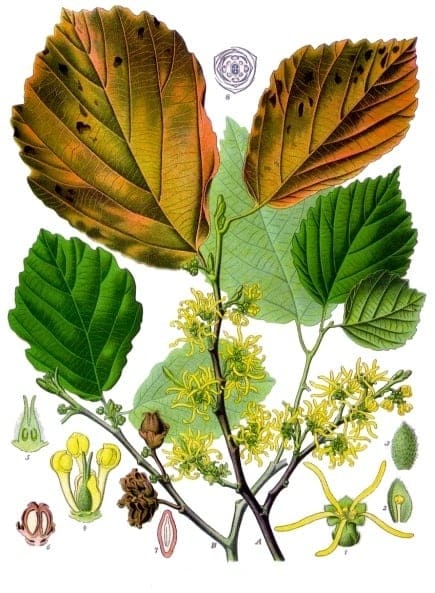 Witch Hazel (Hamamelis virginianastaked/more shrubby:) — reference photo