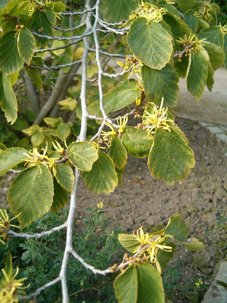 Common Witch Hazel (Hamamelis virginiana) — reference photo