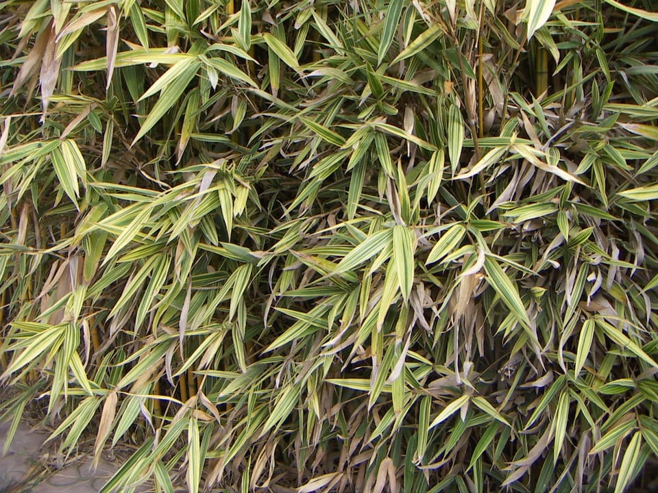 Bamboo 'Shiroshima' (Hibanobambusa tranquillans 'Shiroshima'Great variegated bamboo;) — reference photo