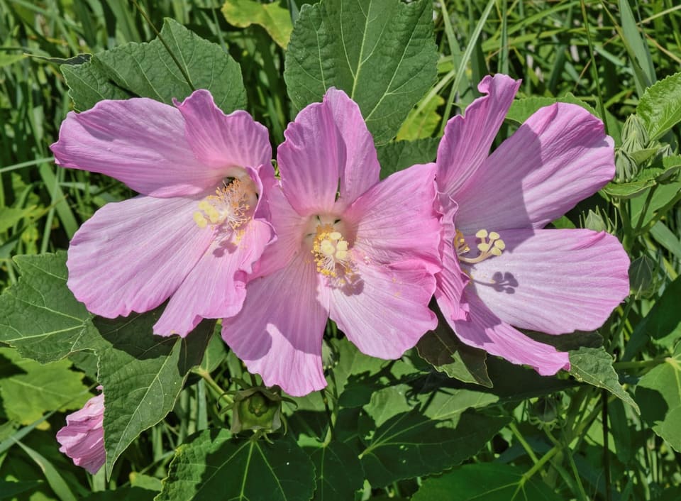 Hibiscus 'Midnight Marvel' (Hibiscus moscheutos 'Midnight marvel') — reference photo