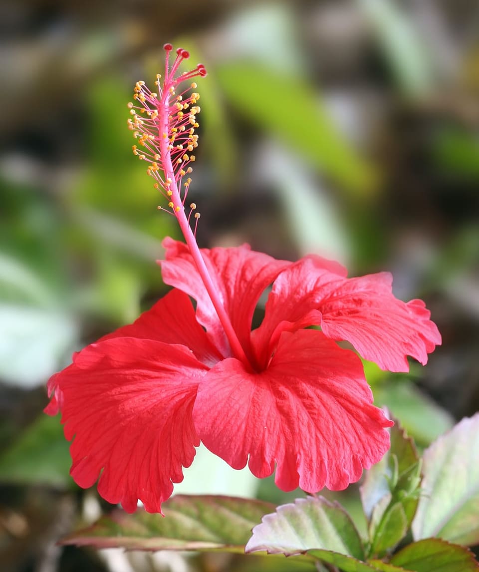 Hibiscus 'Starry Starry Night' (Hibiscus 'Starry starry night') — reference photo