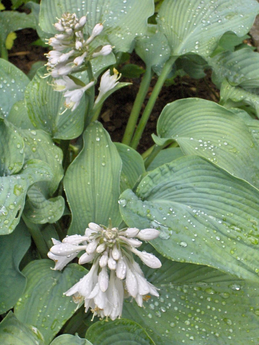 Hosta 'Patriot' (Hosta 'Patriot') — reference photo