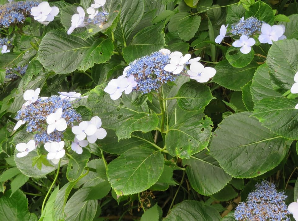 Hydrangea 'BAILMACSEVEN' (Hydrangea macrophylla 'BAILMACSEVEN'"Eclipse";) — reference photo