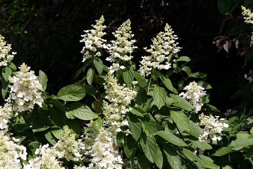 Hydrangea 'Jane' (Hydrangea paniculata pp22330/ proven winners color choice 'Jane') — reference photo