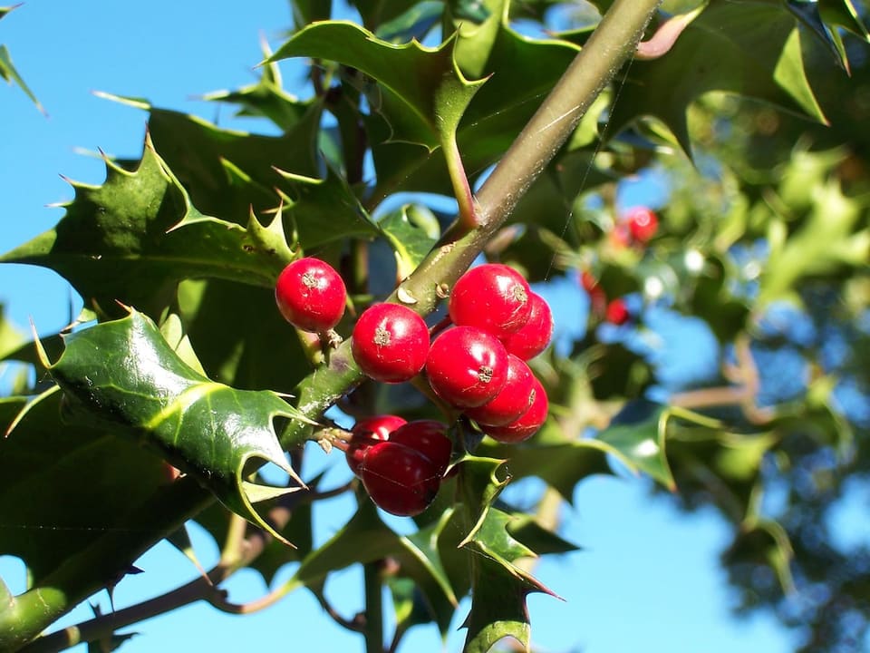 Holly Hybrid 'Ruby Colonnade' (Ilex × 'Ruby colonnade') — reference photo