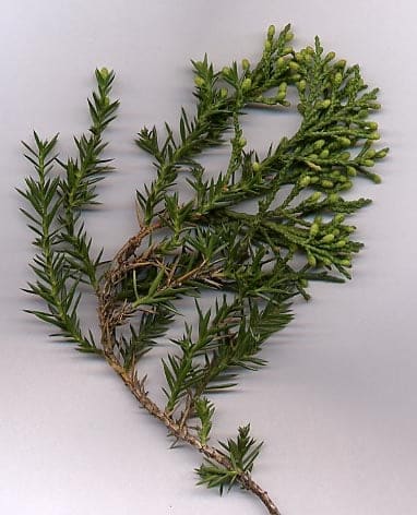 Chinese Juniper 'Trautman' (Juniperus chinensis 'Trautman') — reference photo