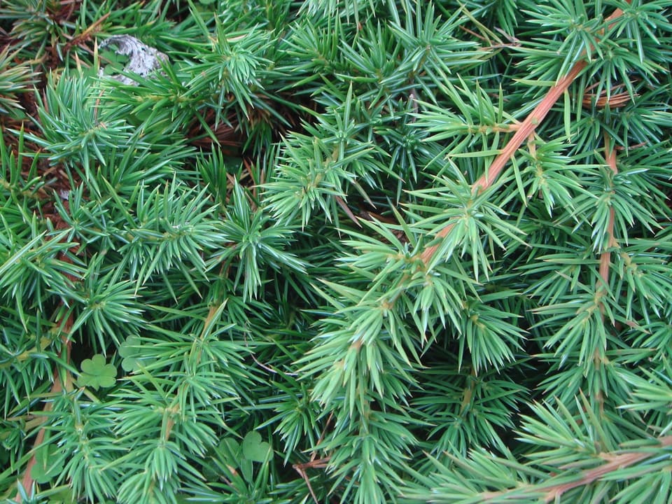 Shore Juniper 'All Gold' (Juniperus conferta 'All gold') — reference photo
