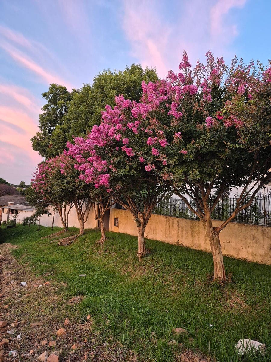 Crape Myrtle 'Congrabel' (Lagerstroemia indica 'Congrabel') — reference photo