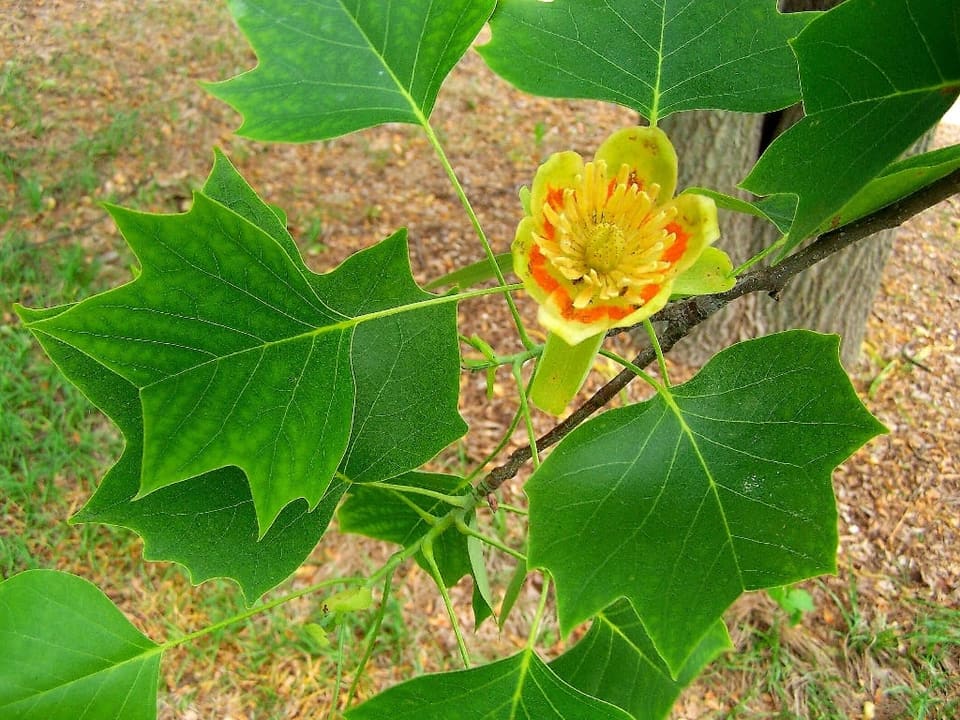 Tulip Tree 'Fastigiatum' (Liriodendron tulipfera 'Fastigiatum') — reference photo