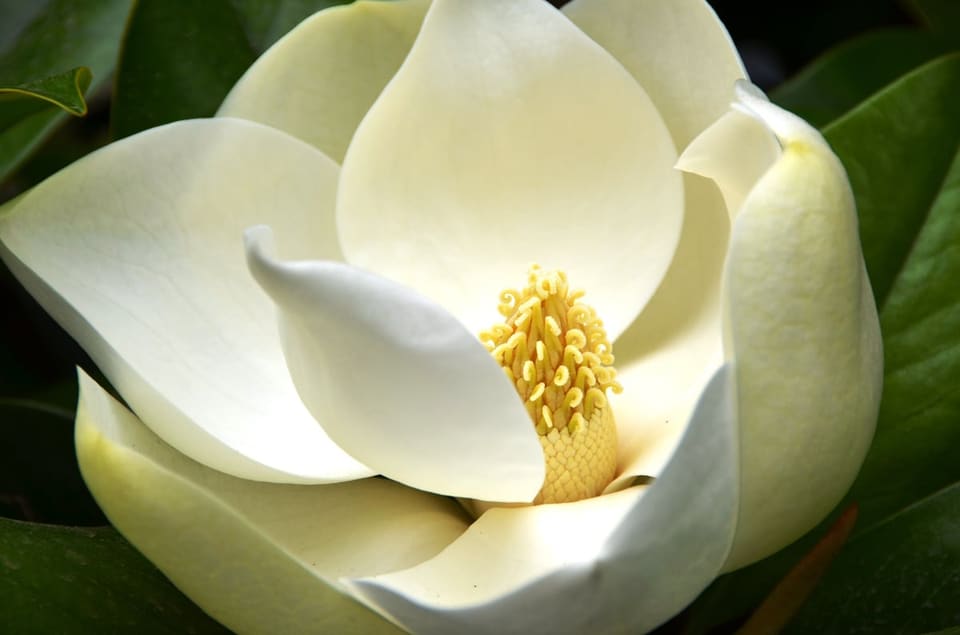 Southern Magnolia 'Kay Parris' (Magnolia grandiflora 'Kay parris') — reference photo