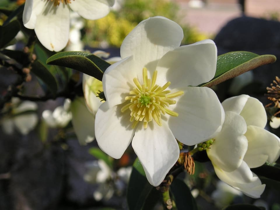 Evergreen Magnolia 'Inspiration' (Magnolia laevifolia 'Inspiration') — reference photo