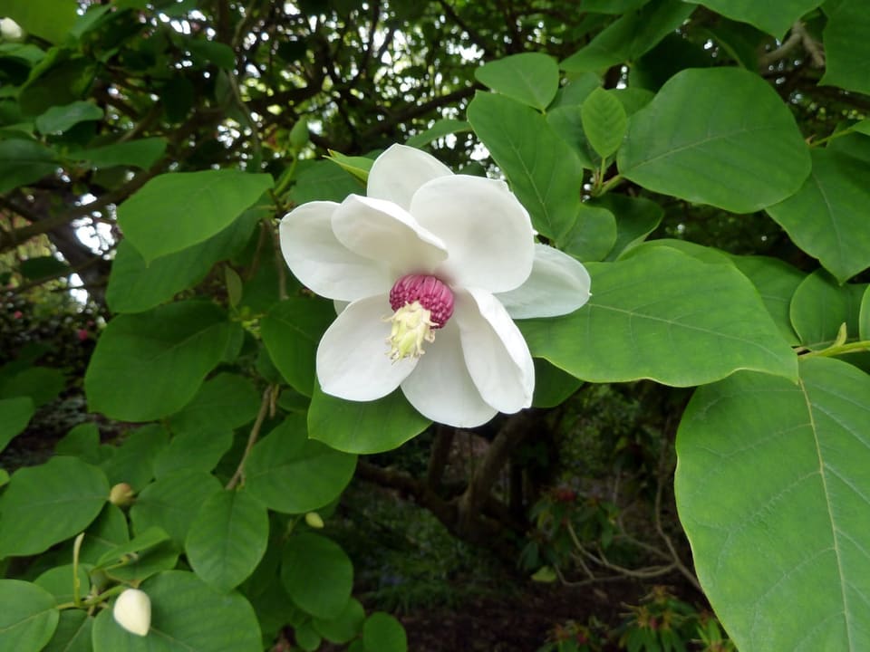 Oyama Magnolia 'Colossus' (Magnolia sieboldii 'Colossus') — reference photo