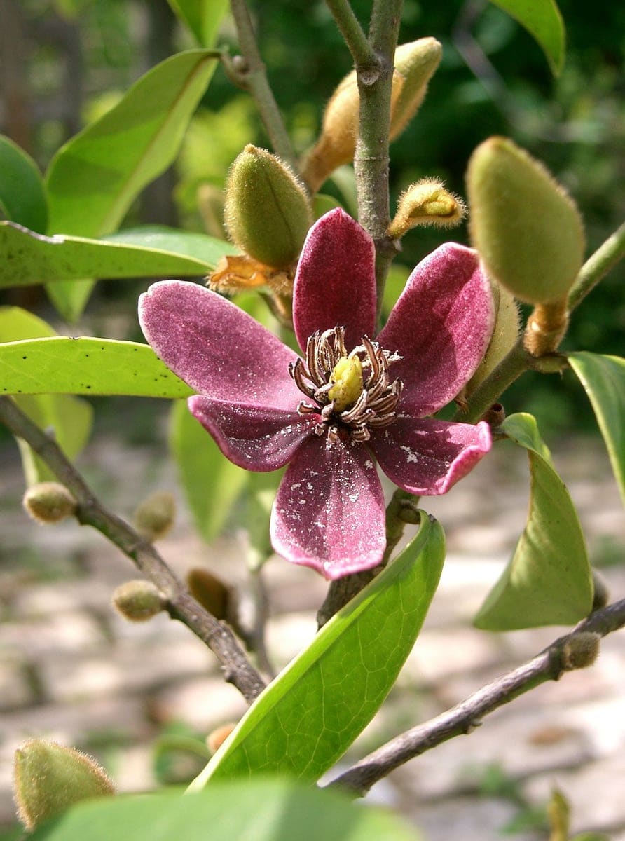 Banana Shrub 'Serendipity' (Magnolia figo 'Serendipity') — reference photo