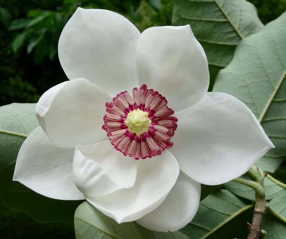 Hybrid Magnolia 'Spring Welcome' (Magnolia × 'Spring welcome' new;) — reference photo