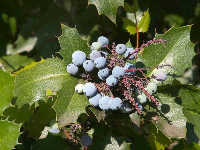 Mahonia 'Nari Hira' (Mahonia confusa 'Nari hira') — reference photo