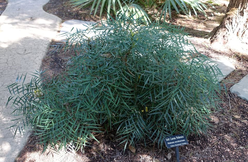 Soft Caress Mahonia 'Soft Caress' (Mahonia eurybracteata 'Soft caress') — reference photo