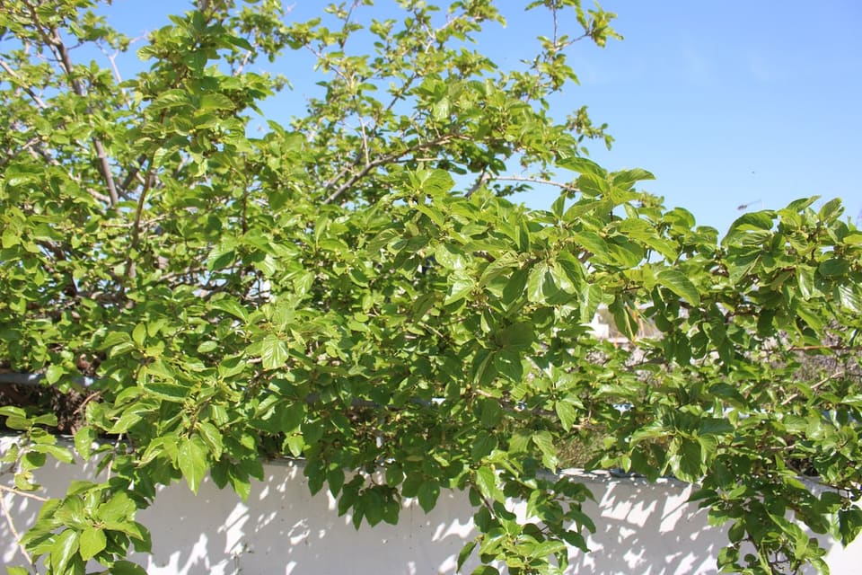 White Mulberry 'Chaparral' (Morus alba 'Chaparral') — reference photo