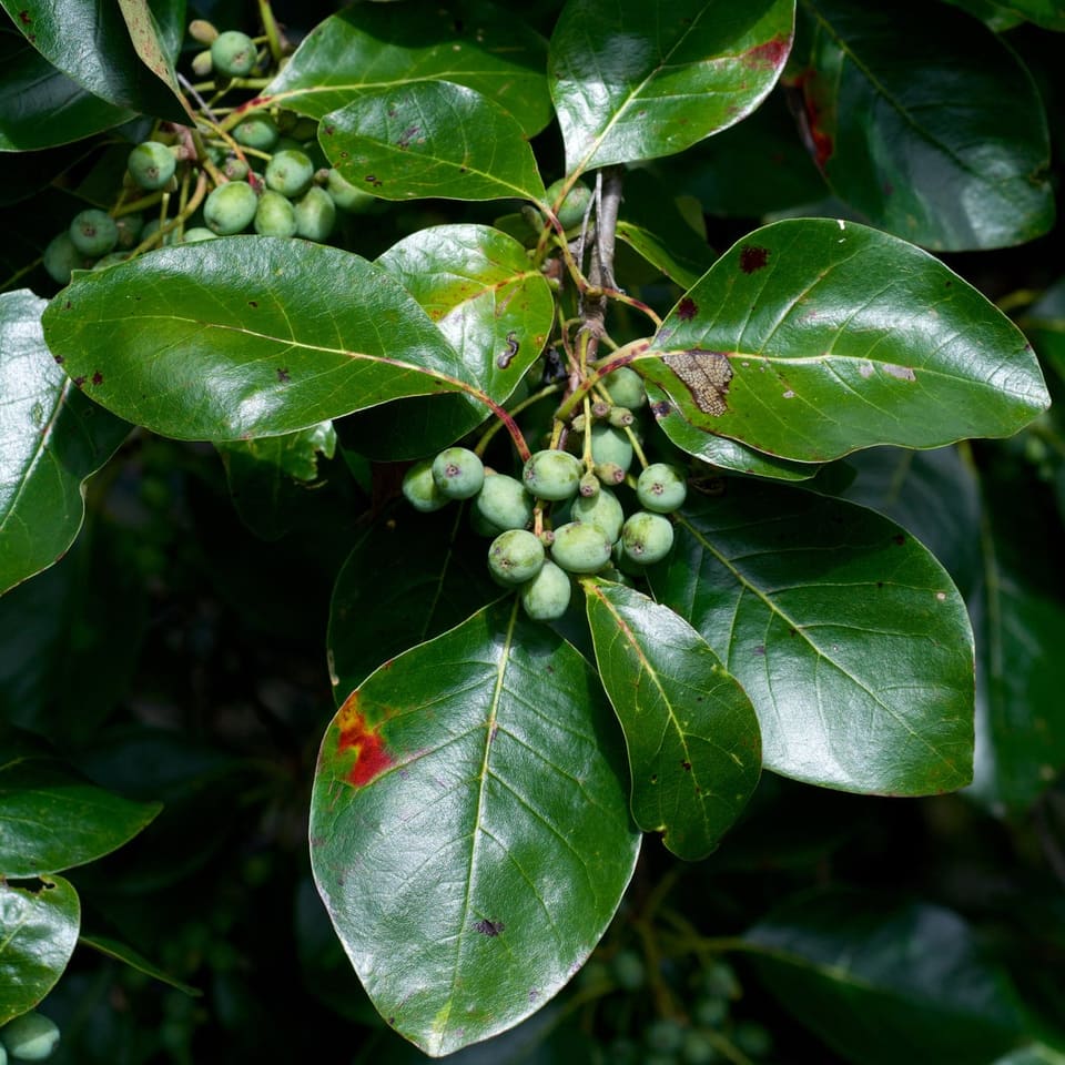 Black Gum 'Green Gable™' (Nyssa sylvatica 'Green gable™') — reference photo