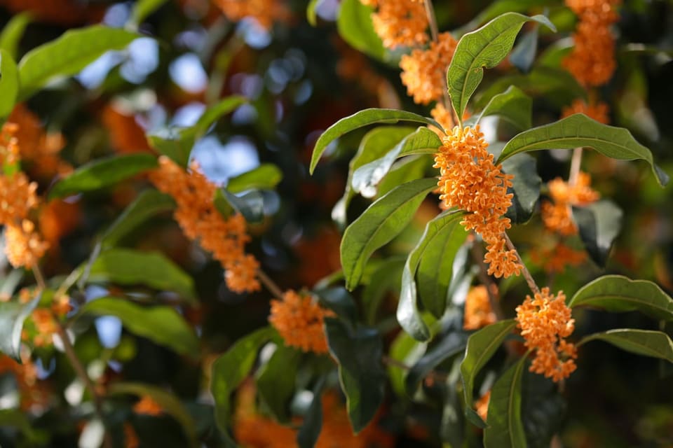 Fragrant Tea olive (Osmanthus fragrans) — reference photo