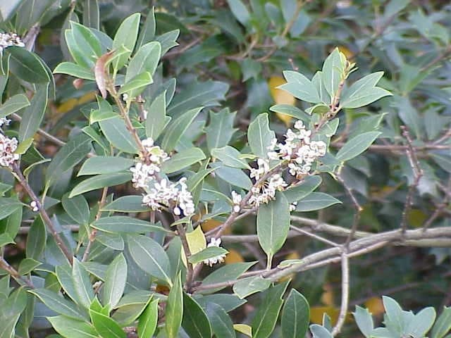 Fortune's Osmanthus 'Carl Wheeler' (Osmanthus × fortunei 'Carl wheeler') — reference photo