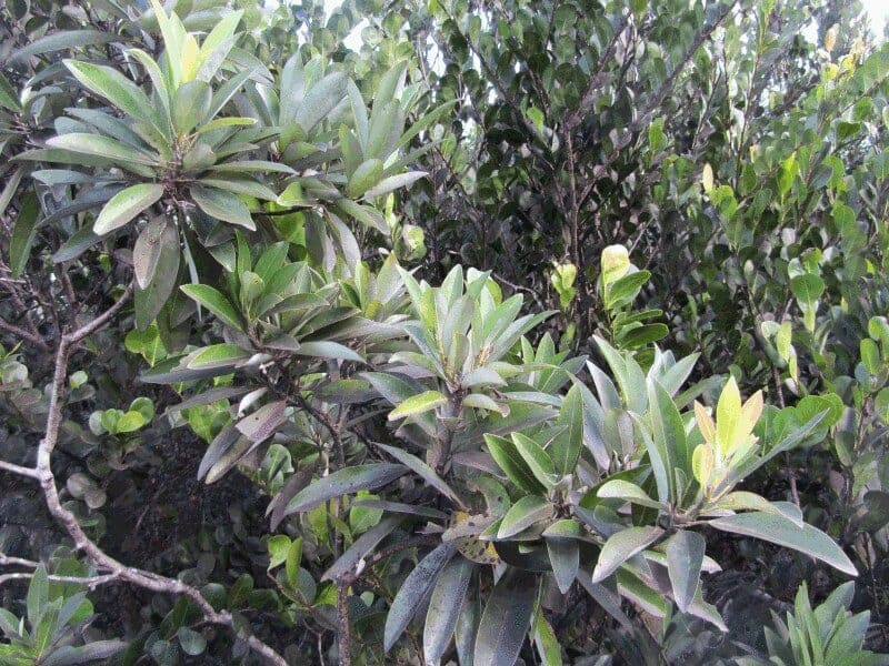 Swamp Bay 'Hannah Creek' (Persea palustris 'Hannah creek') — reference photo