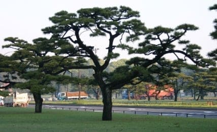 Japanese Black Pine 'Thunderhead' (Pinus thunbergii 'Thunderhead') — reference photo