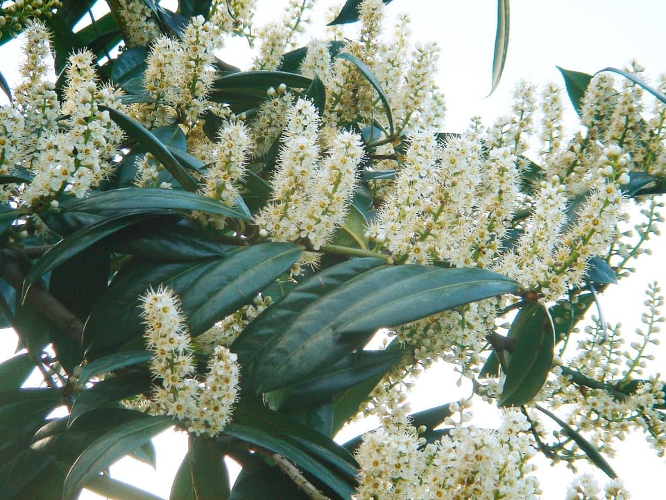 Cherry / Plum 'West Coast Schipkaensis' (Prunus laurocerasus 'West coast schipkaensis') — reference photo