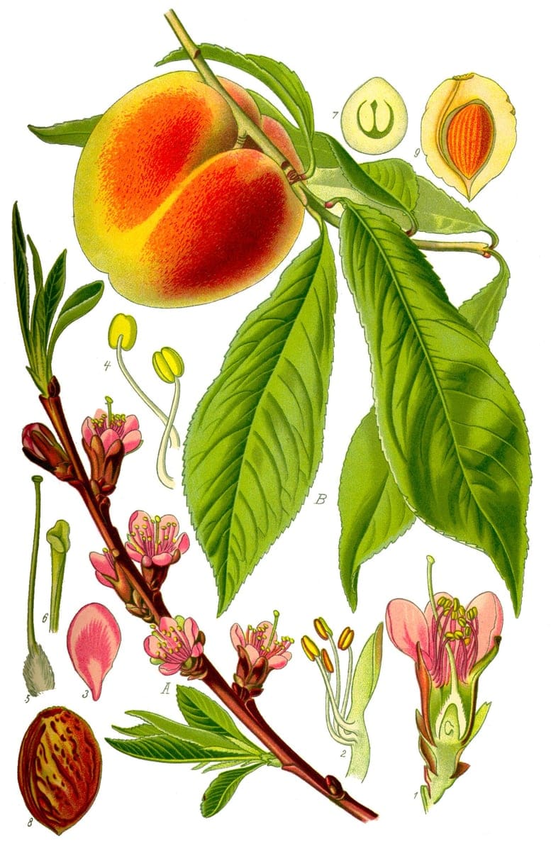 Ornamental Peach 'Ruby Ruffle Patio Peach' (Prunus persica 'Ruby ruffle patio peach'patio tree: 18") — reference photo