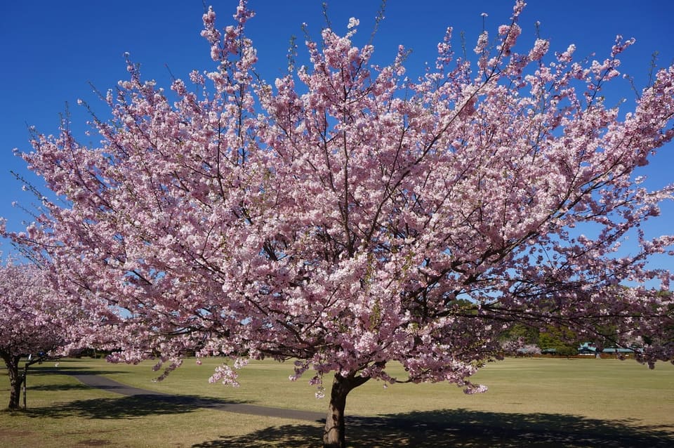 Ornamental Cherry Hybrid 'Okame' (Prunus × 'Okame') — reference photo