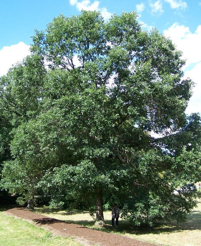 White Oak (Quercus alba) — reference photo