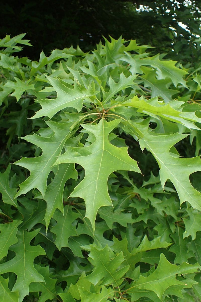 Nuttall Oak (Quercus nuttallii) — reference photo