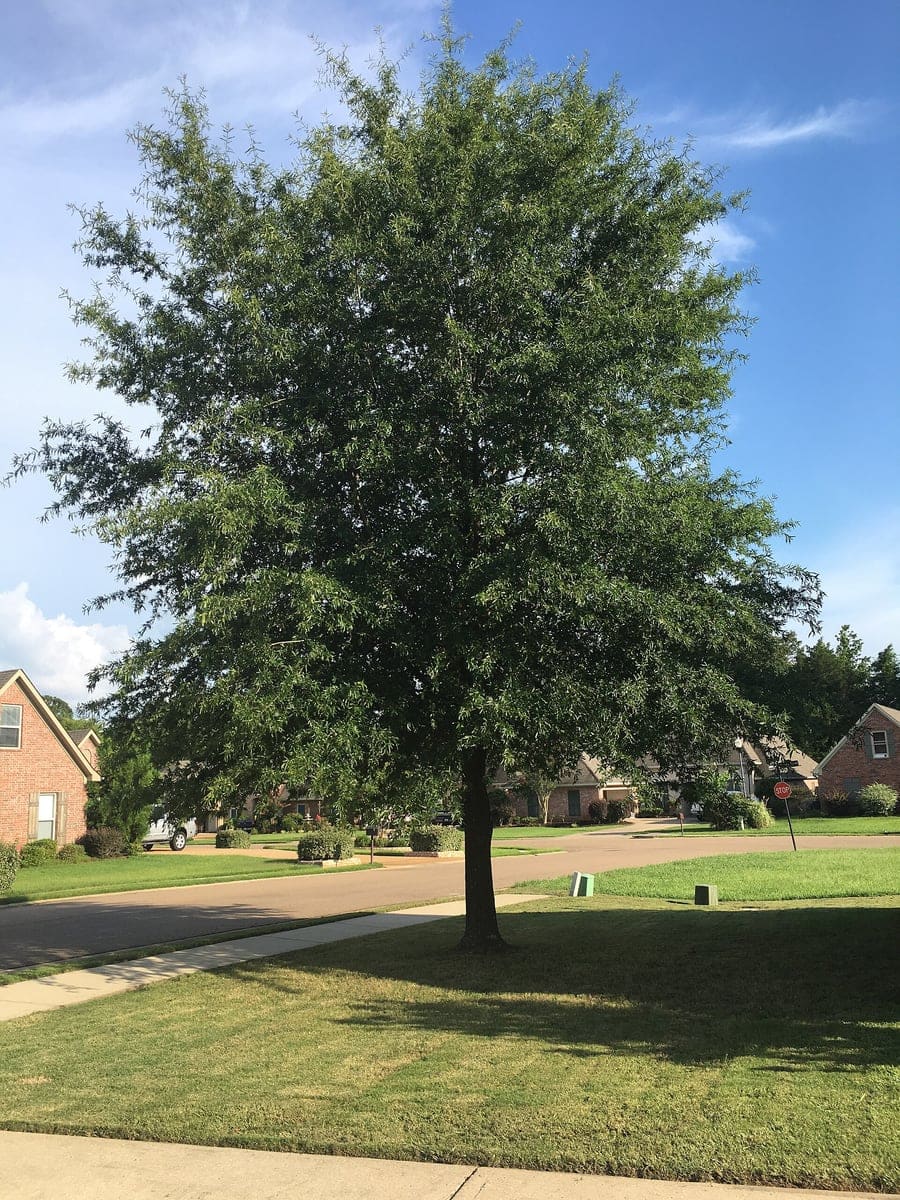 Willow Oak (Quercus phellos) — reference photo