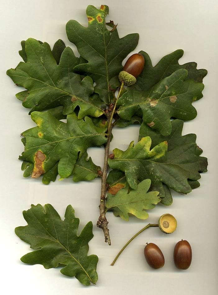 Oak (Quercus rubra) — reference photo