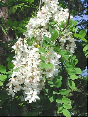 Black Locust 'Twisty Baby®' (Robinia pseudoacacia 'Twisty baby®') — reference photo