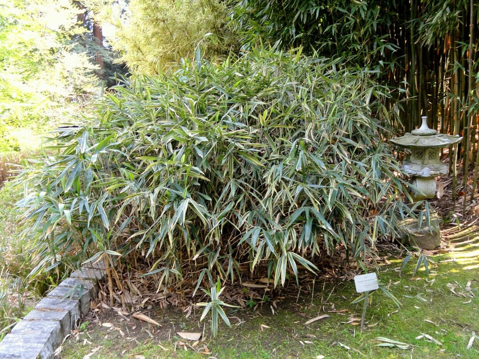 Bamboo 'Albostriata' (Sasaella masamuneana 'Albostriata') — reference photo