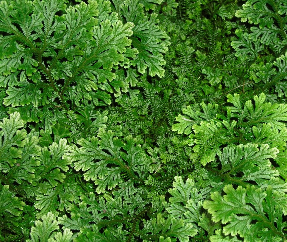 Spikemoss (Selaginella brauniipruned:) — reference photo