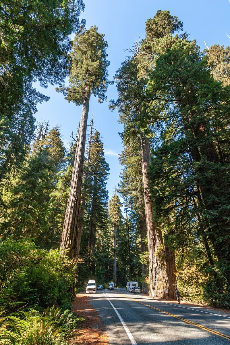 Coast Redwood 'Inman Select' (Sequoia sempervirens 'Inman select') — reference photo